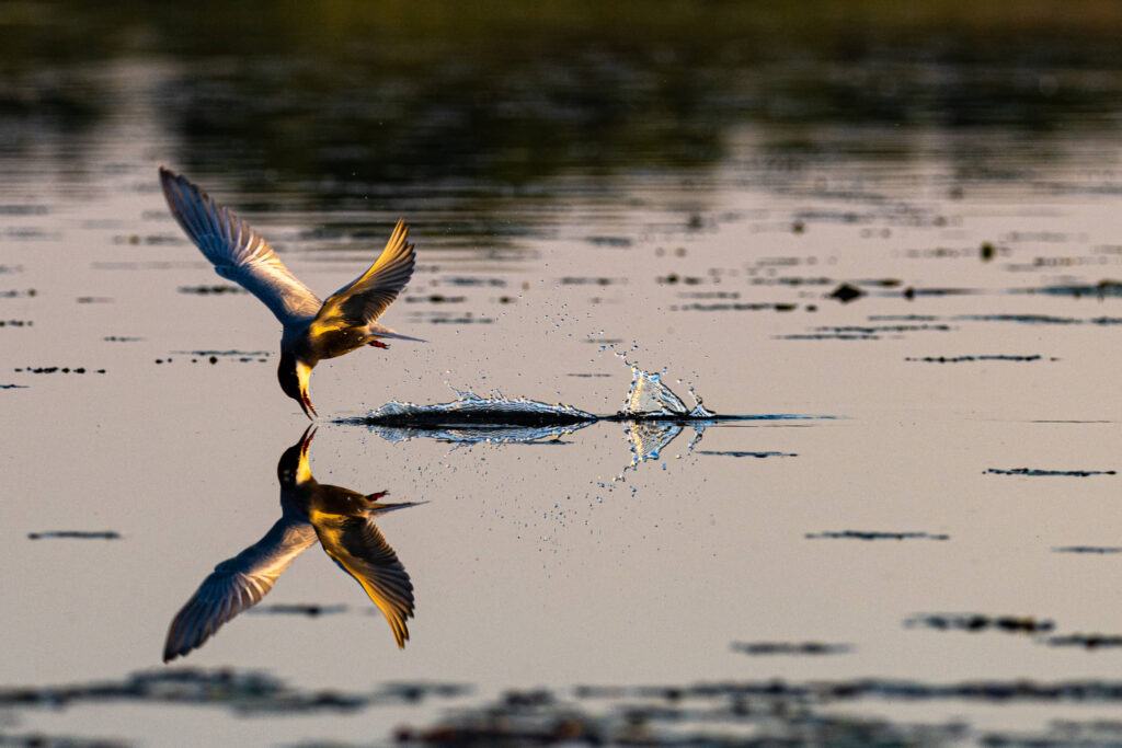 HendiPhoto_09