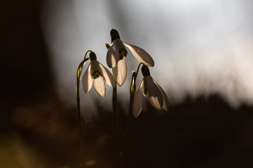 HendiPhoto_14